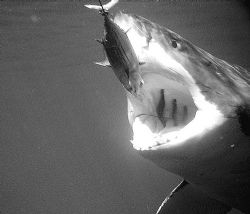 White Shark 

Shot from cage at Isla Guadalupe by William Buchheit 